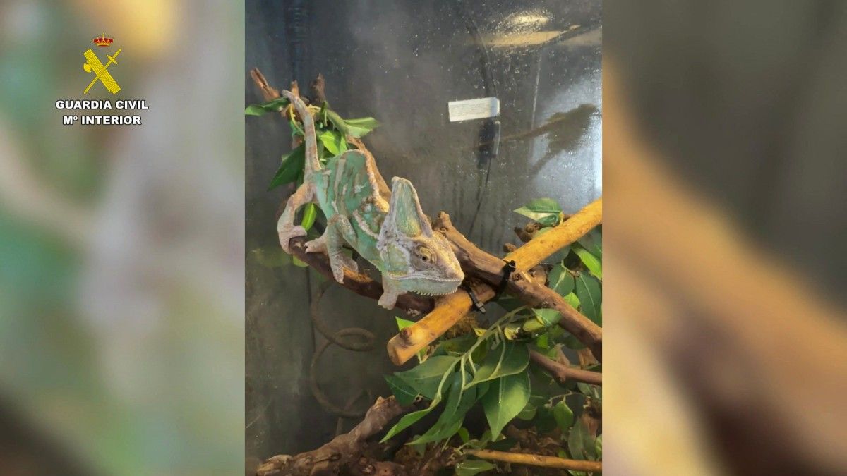 الحيوانات المصادرة في المحميمة (أ ف ب).