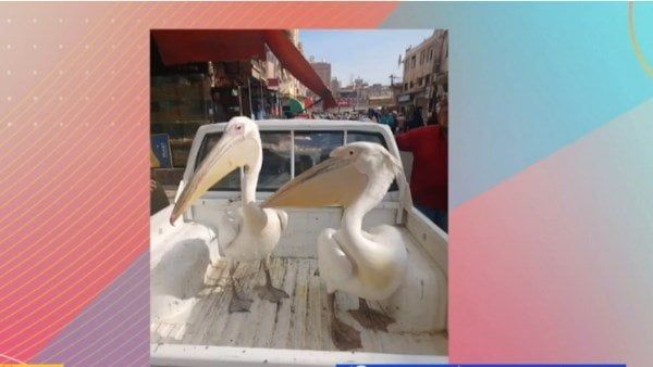 حملة موسعة من البيئة لحصر طيور البجع بطريق العين السخنة حملة موسعة من البيئة لحصر طيور البجع بطريق العين السخنة