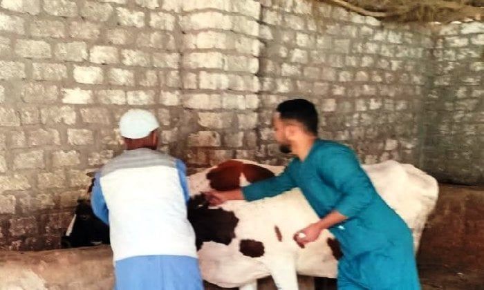 تحصين 133 ألف رأس ماشية ضد حمى الوادي المتصدع والحمى القلاعية بالمنيا تحصين 133 ألف رأس ماشية ضد حمى الوادي المتصدع والحمى القلاعية بالمنيا