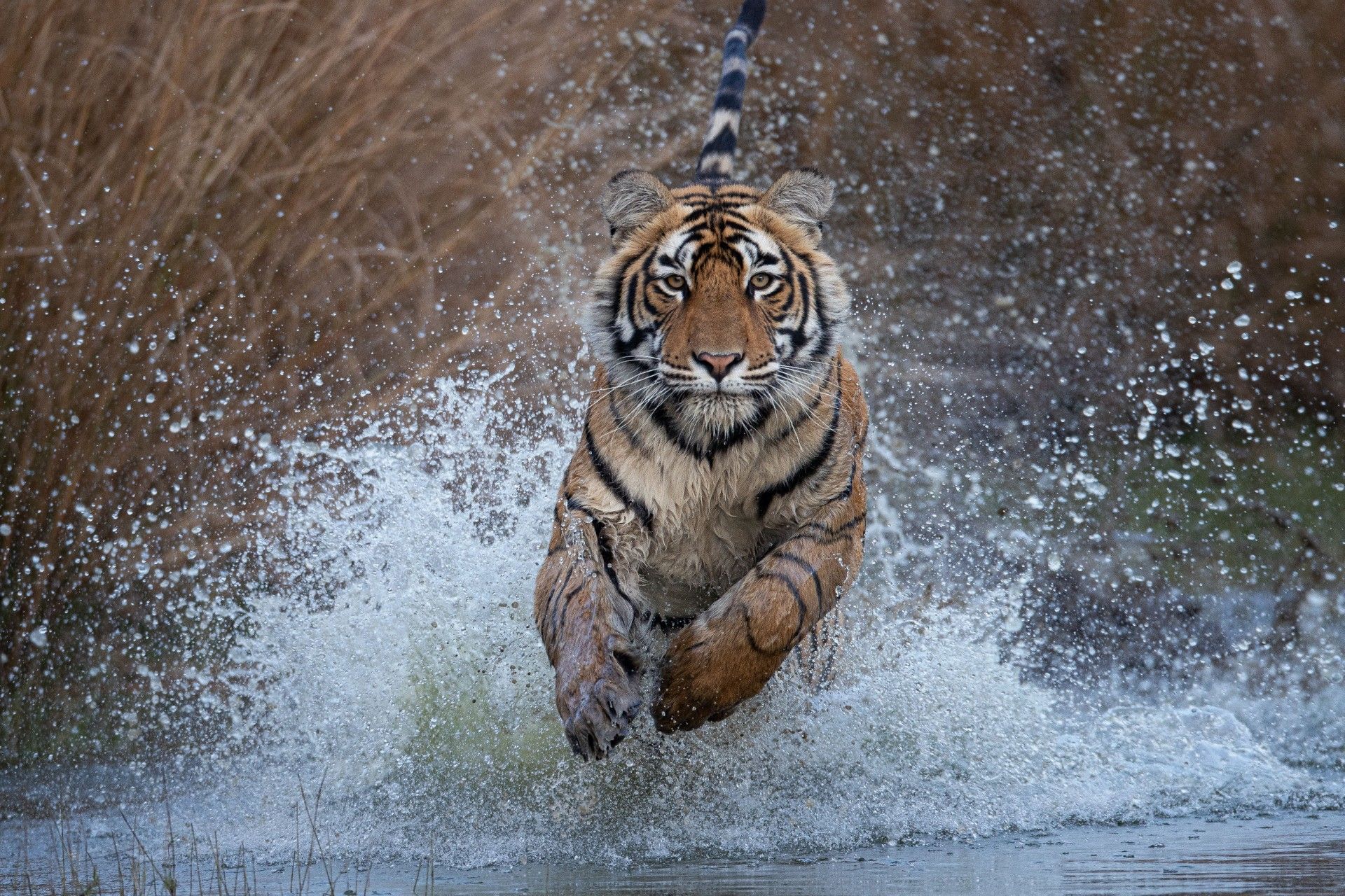 من تصوير ميشال زغزغي (زغزغي).