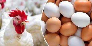 الفراخ البيضاء بكام؟.. سعر الدواجن والبيض اليوم الثلاثاء 11 نوفمبر 2025 - المصدر 7