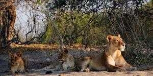 مغامرة سفاري اقتصادية حول شلالات فيكتوريا - المصدر 7