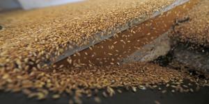 الأردن يشتري نحو 60 ألف طن من القمح بـ262 دولارا للطن - المصدر 7