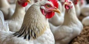 أسعار الدواجن وكرتونة البيض الأحمر والبلدي اليوم السبت 15 نوفمبر 2025 - المصدر 7