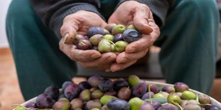 مديرية زراعة جرش ترجح انخفاض إنتاج الزيتون داخل المحافظة بنسبة 90% - المصدر 7