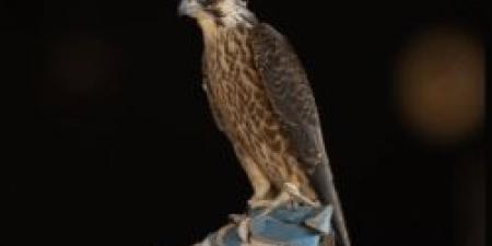 معلم يطرح صقره رقم 28 في مسيرته ويخصّ مزاد نادي الصقور السعودي 2025 - المصدر 7