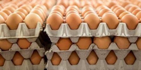 سعر كرتونة البيض اليوم الجمعة 14-11-2025 في بورصة الدواجن - المصدر 7