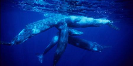 علماء يفكون "شفرة لغوية" متطورة للحيتان تحاكي خصائص الكلام البشري - المصدر 7