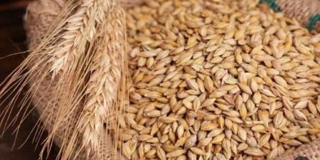 بكام الطن؟.. سعر الأرز الشعير اليوم السبت 15نوفمبر 2025 - المصدر 7