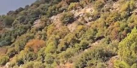 بالفيديو .. عدسة سرايا توثق جفاف واسع النطاق بين الأشجار الحرجية في عجلون - المصدر 7