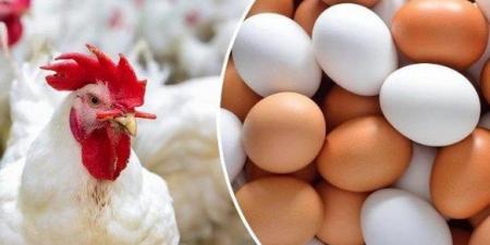 الفراخ البيضاء بكام؟.. أسعار الدواجن والبيض اليوم الأحد 16 نوفمبر 2025 - المصدر 7