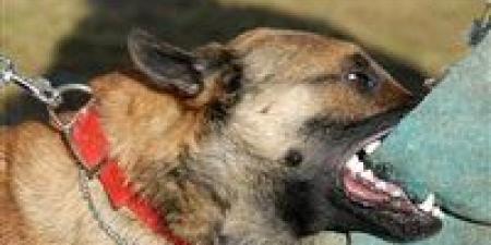 كلب ضال يعقر 5 أشخاص فى إحدى قرى منشأة القناطر بالجيزة - المصدر 7