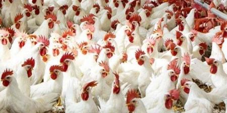 بورصة الدواجن.. أسعار الفراخ اليوم الاثنين 17 نوفمبر 2025 في الأسواق - المصدر 7