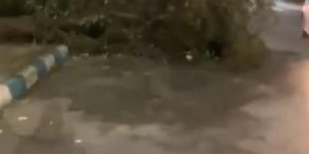 بالفيديو : اغلاق جزئي لمدخل مدينة كفرنجة بسبب سقوط شجرة - المصدر 7