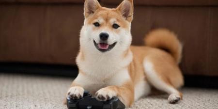 هل يمكن للحيوانات لعب ألعاب الفيديو؟.. اكتشاف مذهل عن ذكاءها - المصدر 7