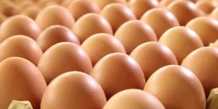 سعر كرتونة البيض اليوم الثلاثاء 18 نوفمبر 2025 للمستهلك.. الأحمر بكام؟ - المصدر 7