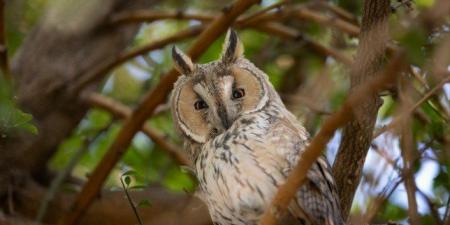 مصور كويتي يرصد ويوثق طيورا نادرة خلال هجرتها الشتوية عبر البلاد - المصدر 7