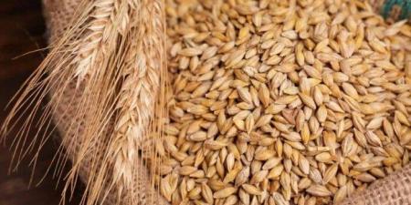 بكام الطن؟.. سعر الأرز الشعير اليوم الأربعاء 19-11-2025 - المصدر 7