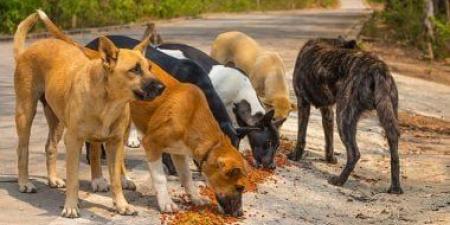 إسرائيل ترصد انتشار كلاب ضالة من مصر قرب الحدود وتبدي مخاوف أمنية - المصدر 7