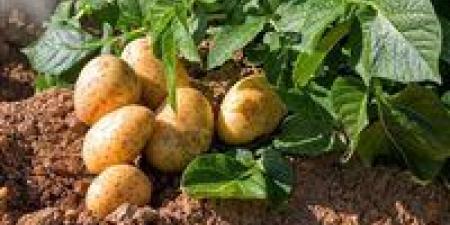 خوفا من الإصابة بالأمراض الفطرية.. موجة حر غيرمعتادة تهدد المحاصيل و"الزراعة" تحذر - المصدر 7