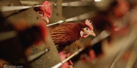 تسجيل أول إصابة بشرية بسلالة جديدة من إنفلونزا الطيور - المصدر 7