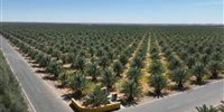 بتوجيهات الرئيس السيسى مصر تدخل عالم «اقتصاد النخيل» بإنشاء أكبر مزرعة تمور في العالم - المصدر 7