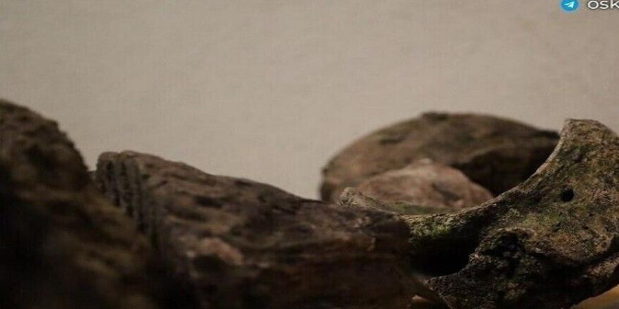 العثور على بقايا وحيد القرن الصوفي المنقرض في بيلغورود الروسية - المصدر 7