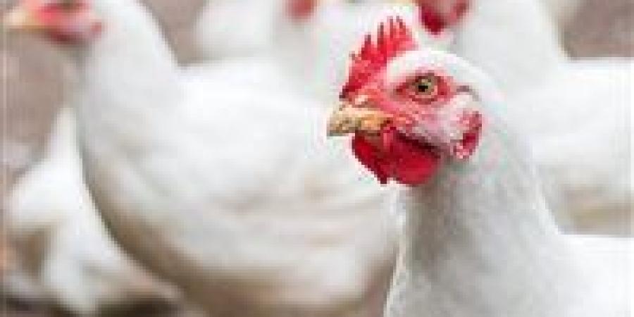 أسعار الفراخ البيضاء اليوم الجمعة 14 نوفمبر 2025… استقرار في المزارع والأسواق - المصدر 7