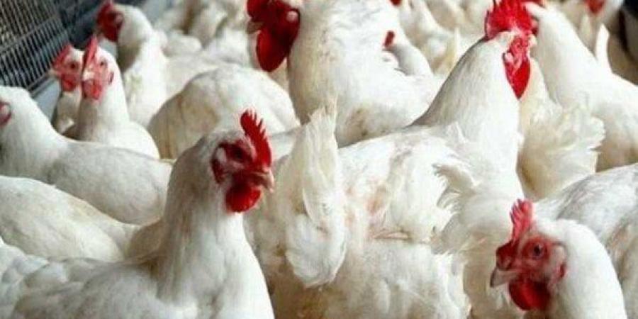 تراجع يصل لـ35%.. نائب رئيس اتحاد منتجي الدواجن يكشف تفاصيل انخفاض أسعار الفراخ والبيض - المصدر 7