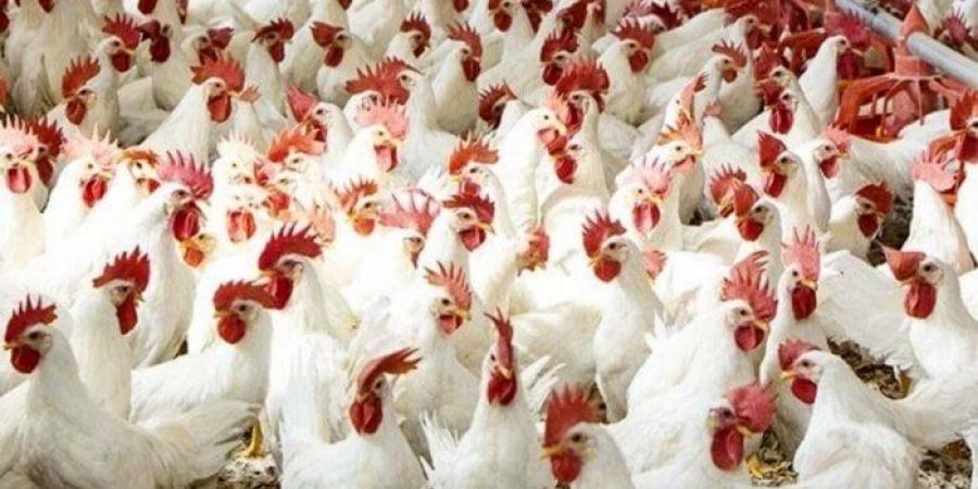 بورصة الدواجن.. أسعار الفراخ اليوم الاثنين 17 نوفمبر 2025 في الأسواق - المصدر 7