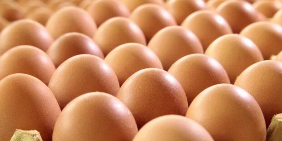 سعر كرتونة البيض اليوم الثلاثاء 18 نوفمبر 2025 للمستهلك.. الأحمر بكام؟ - المصدر 7