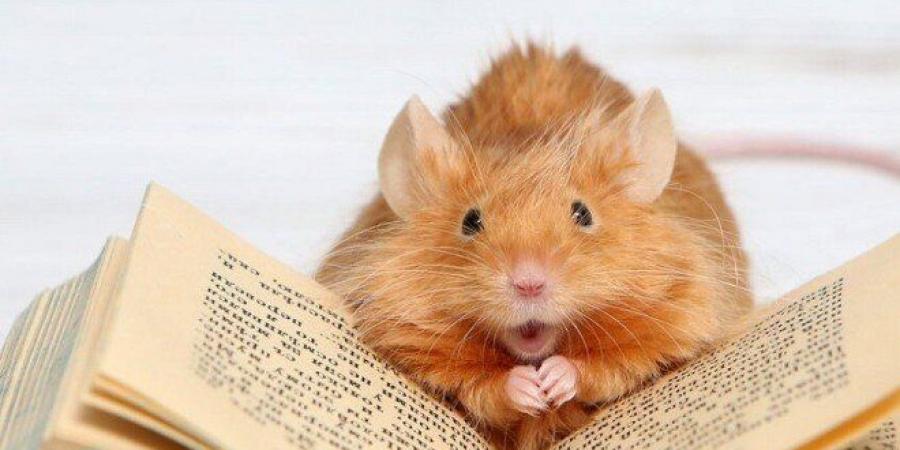 باحثون يكشفون منطقة دماغية تمكّن الفئران من اتخاذ قرارات أكثر ذكاءً في بيئات متغيرة - المصدر 7