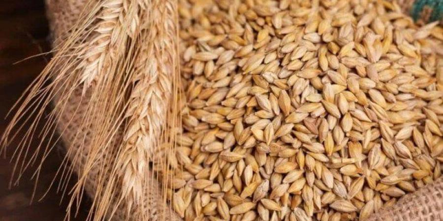 بكام الطن؟.. سعر الأرز الشعير اليوم الأربعاء 19-11-2025 - المصدر 7