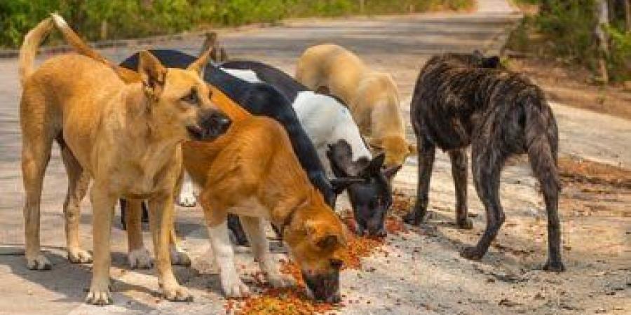 إسرائيل ترصد انتشار كلاب ضالة من مصر قرب الحدود وتبدي مخاوف أمنية - المصدر 7