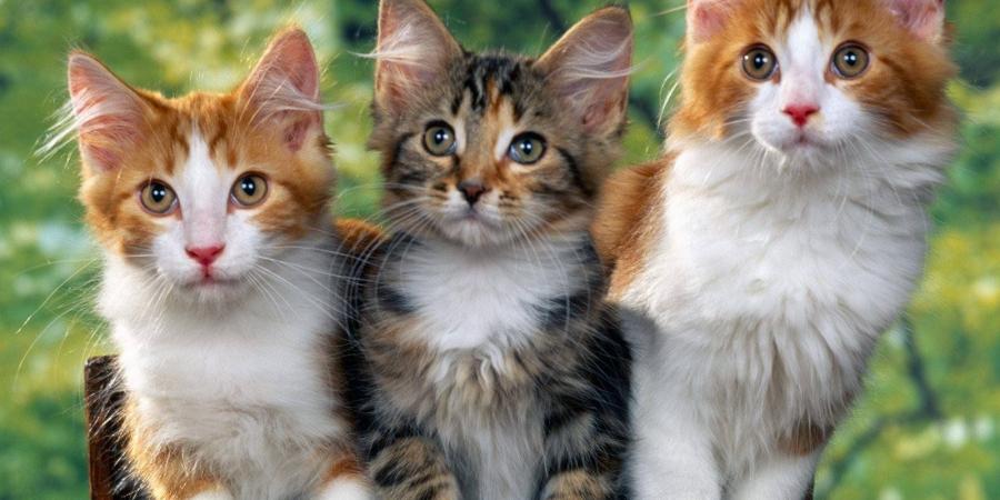 تفسير رؤيا «القطط» في المنام لابن سيرين - المصدر 7